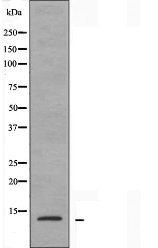 RPS20 / Ribosomal Protein S20 Antibody