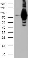ALDH1L1 Antibody (clone OTI3D2)