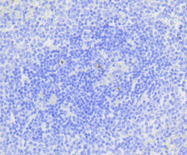 CASP3 / Caspase 3 Antibody