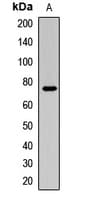 FUS / TLS Antibody