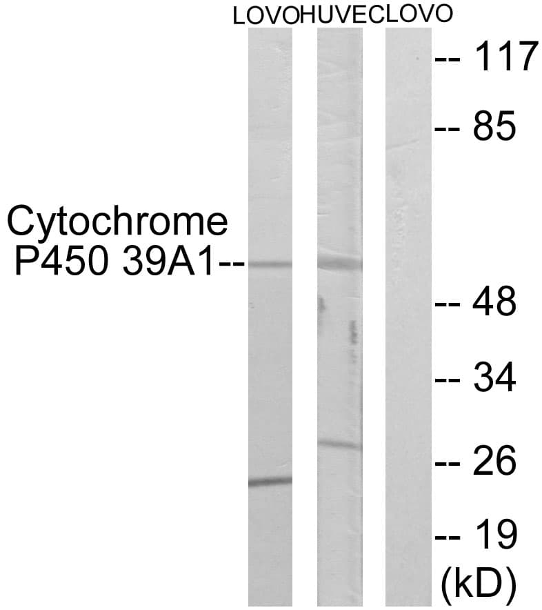 IHC-plus™ Polyclonal Rabbit anti-Human CYP39A1 Antibody (aa361-410, IHC, IF, WB)