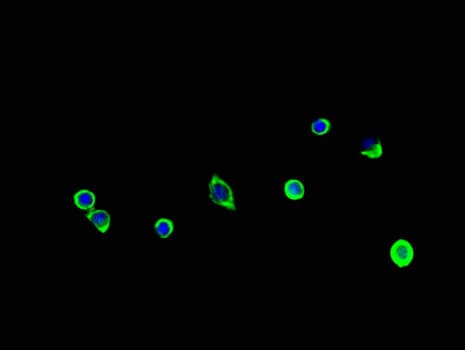 FRA9F Antibody