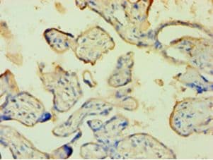 ANXA5 / Annexin V Antibody (aa2-320)