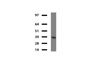 IDO1 / IDO Antibody (clone UMAB126)