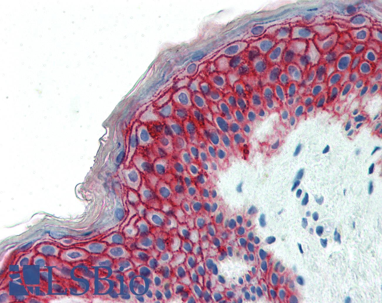IHC-plus™ CLDN1 / Claudin 1 Antibody (C-Terminus)