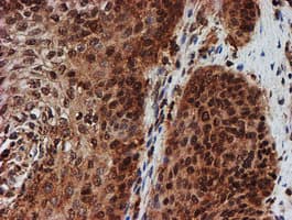 CRYZL1 Antibody (clone OTI2F9)