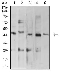 ARFGAP1 Antibody (clone 1C4E2)