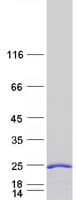 Human CEND1 Protein (Recombinant Myc-DDK (Flag))