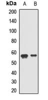 ERGIC-53 / LMAN1 Antibody