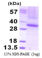 Human THAP1 Protein (Recombinant His)