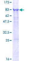 Human DNAH6 Protein (Recombinant GST)