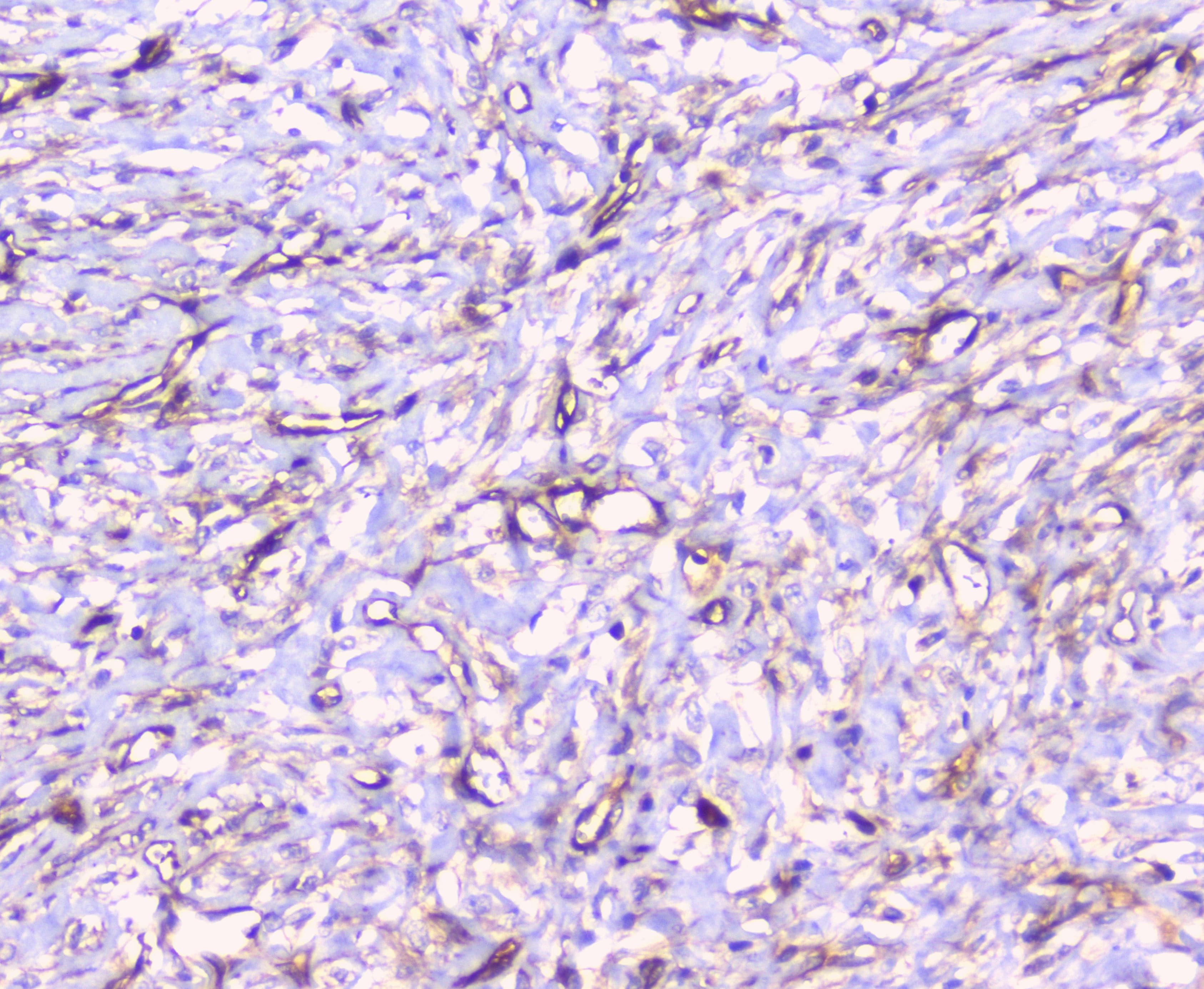 CD32A Antibody
