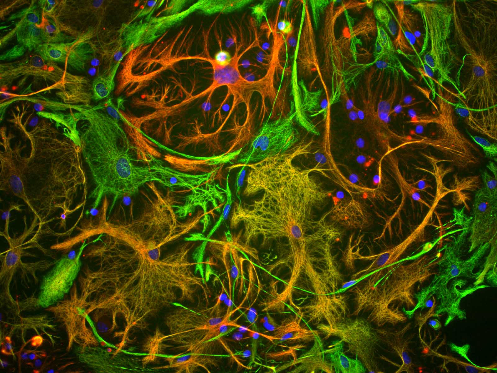 IHC-plus™ Vimentin Antibody (clone 2A52)
