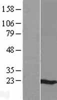 MS4A6A / MS4A Protein (Over-Expression Lysate Myc-DDK (Flag))