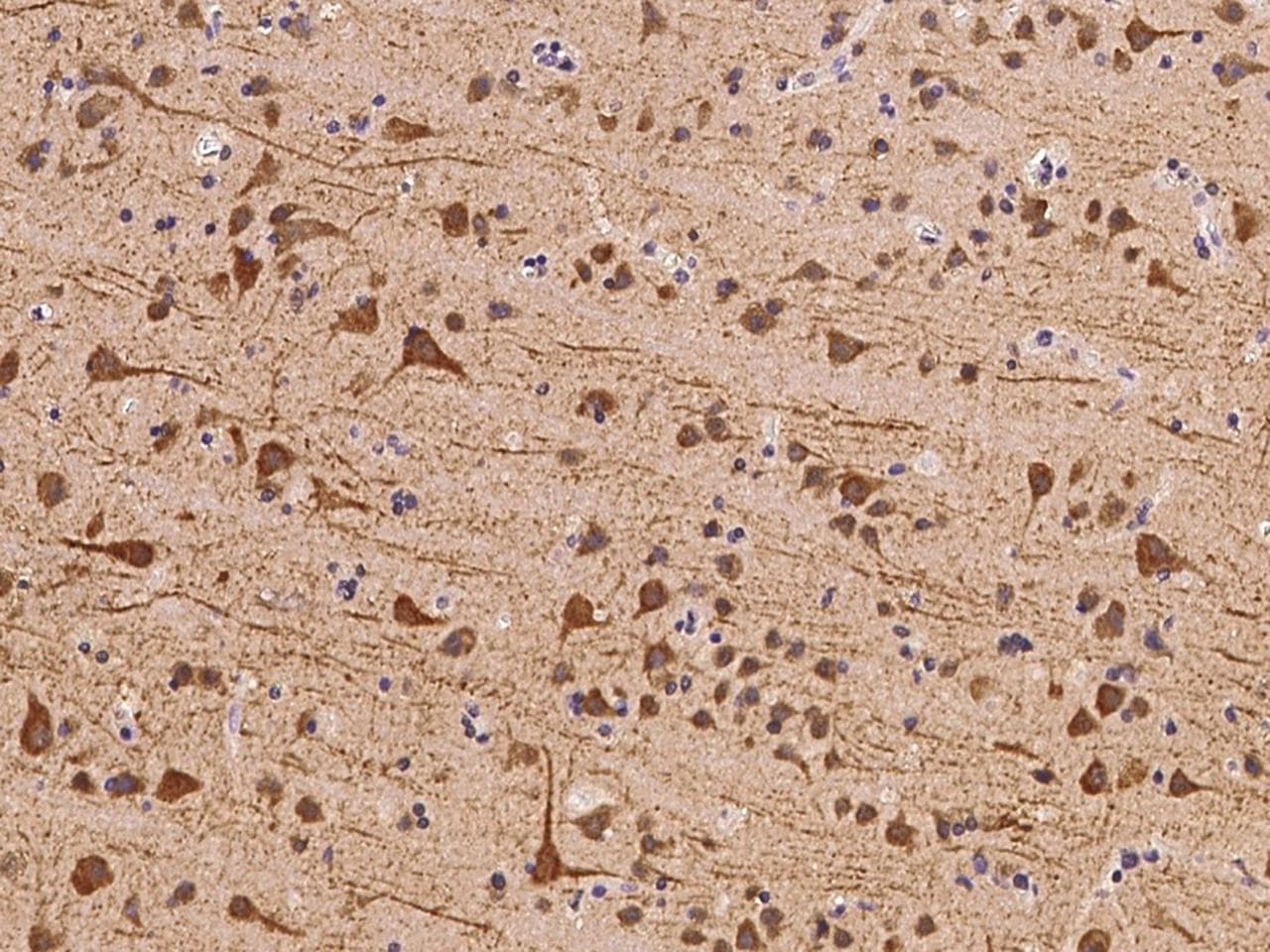 USP36 Antibody