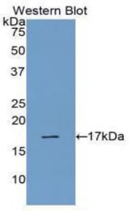 Ribonuclease A / RNASE1 Antibody (aa29-156)