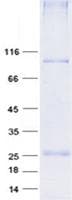 Human ADCK2 Protein (Recombinant GST, N-terminus + His, C-terminus)