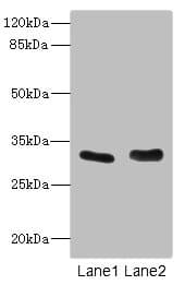 FHL3 Antibody