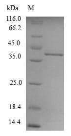 Mouse SPRR2A Protein (Recombinant 6His, N-terminus)