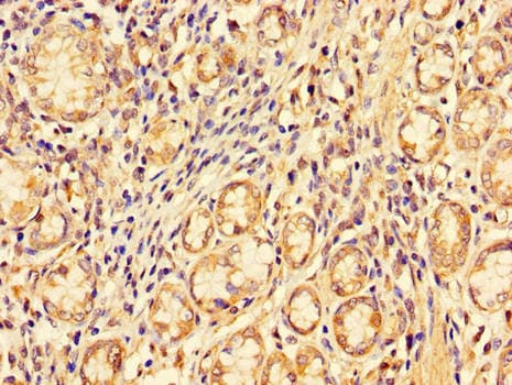 Polyclonal Rabbit anti-Human PDZRN3 Antibody (IHC, IF, WB)