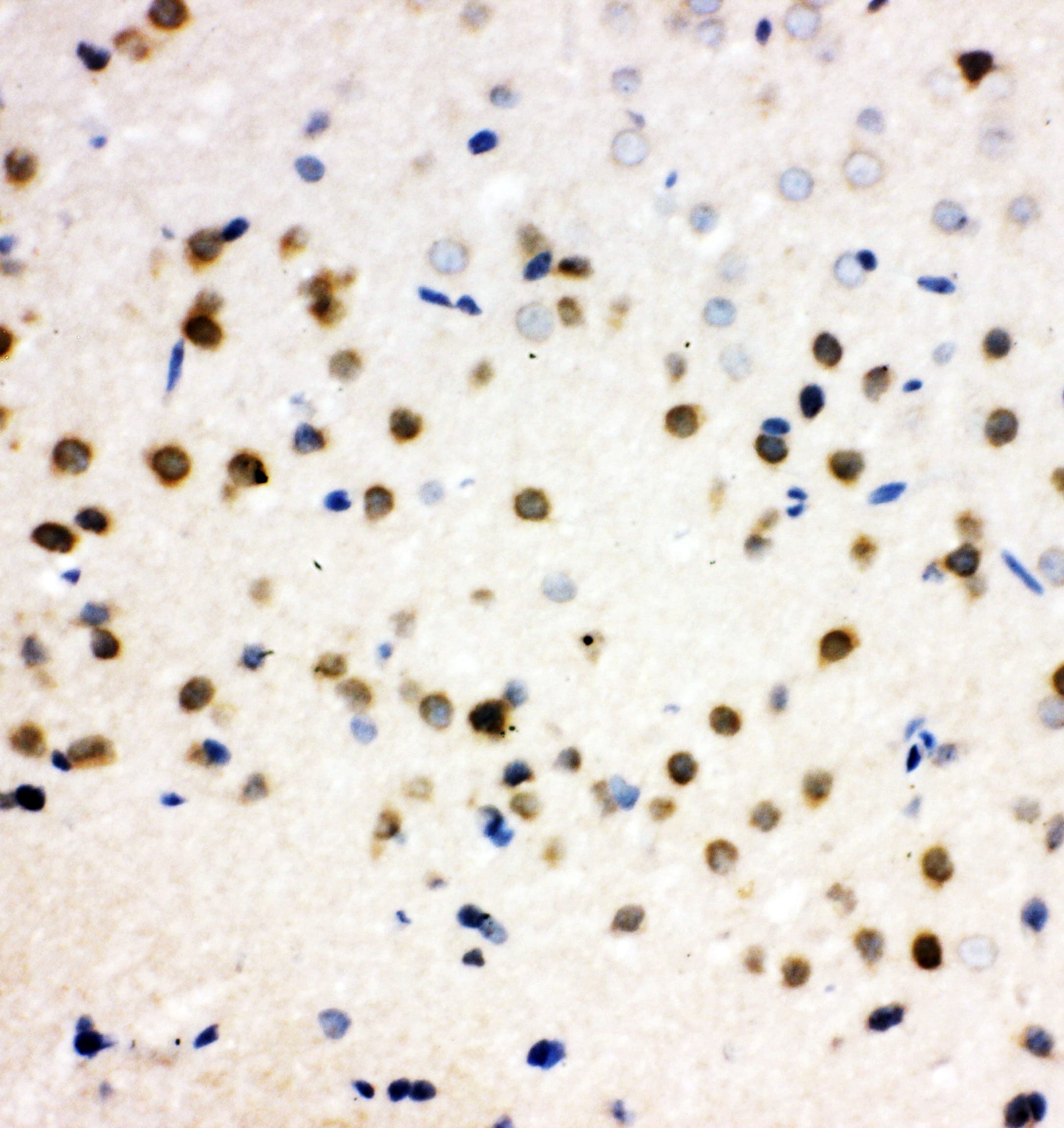 SNK / PLK2 Antibody (aa666-685)