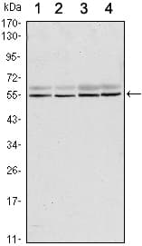 SMAD6 Antibody (clone 5H3)