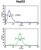 GSTA4 Antibody (aa62-90)