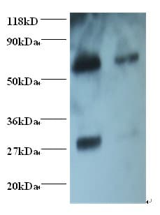Rabbit Anti-Goat IgG Fab Secondary Antibody (Biotin)