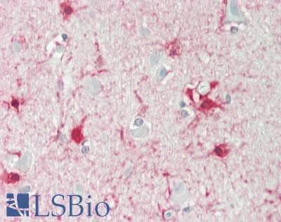 IHC-plus™ ALDH1L1 Antibody (clone 7G8)