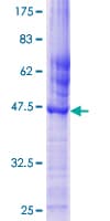 Human CED6 / GULP1 Protein (Recombinant GST)