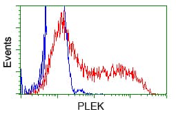 PLEK / Pleckstrin Antibody (clone OTI2F10)