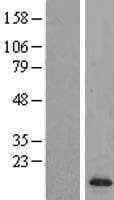 C10orf32 Protein (Over-Expression Lysate Myc-DDK (Flag))