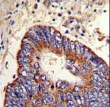 MMP15 Antibody (aa165-194)