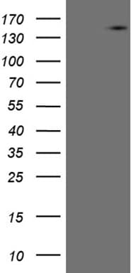 USP40 Antibody (aa767-912, clone OTI4F7)