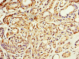 ADH1C Antibody (aa1-375)