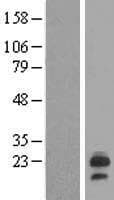 LHFP Protein (Over-Expression Lysate Myc-DDK (Flag))