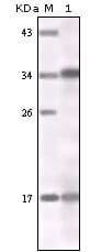 IFN Gamma / Interferon Gamma Antibody (clone 1B1A4, E8H1)