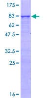 Human RNF180 Protein (Recombinant GST)