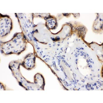 EDNRB / Endothelin B Receptor Antibody (aa406-439)