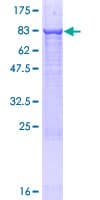 Human XPNPEP3 Protein (Recombinant GST)