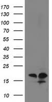 DSTN / Destrin Antibody (clone OTI1C8)