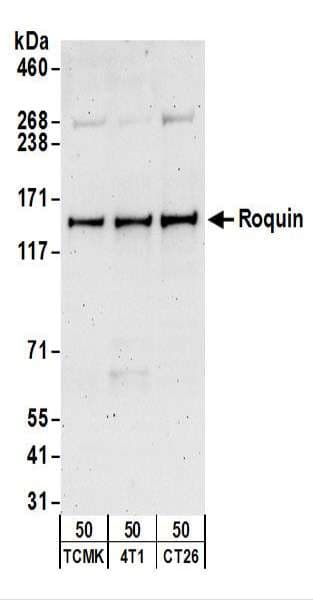 RC3H1 / ROQUIN Antibody (aa500-550)