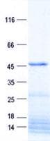 Human PNPLA5 Protein (Recombinant His, N-Terminal)