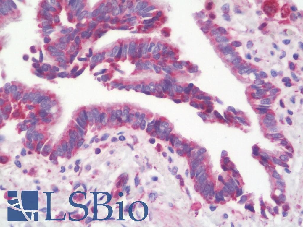 IHC-plus™ DAP12 Antibody (aa85-113)
