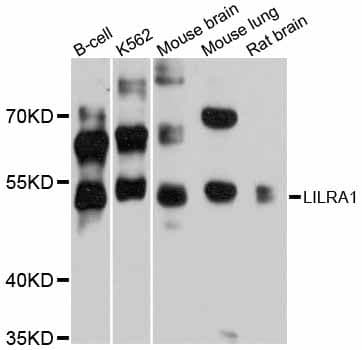 LILRA1 / LIR6 Antibody