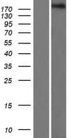 PSME4 / PA200 Protein (Over-Expression Lysate Myc-DDK (Flag))