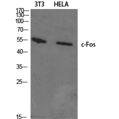 FOS / c-FOS Antibody (1-80 aa, N-terminal)