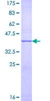 Human THY1 / CD90 Protein (Recombinant GST)