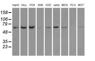 Heat Shock Protein 70 / HSPA1A Antibody (clone OTI2C12)
