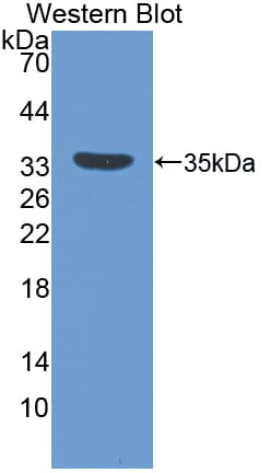 IGFBP5 Antibody (aa25-271)